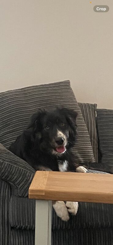 Border collie for sale £400 for sale in Dundee, City of Dundee - Image 2