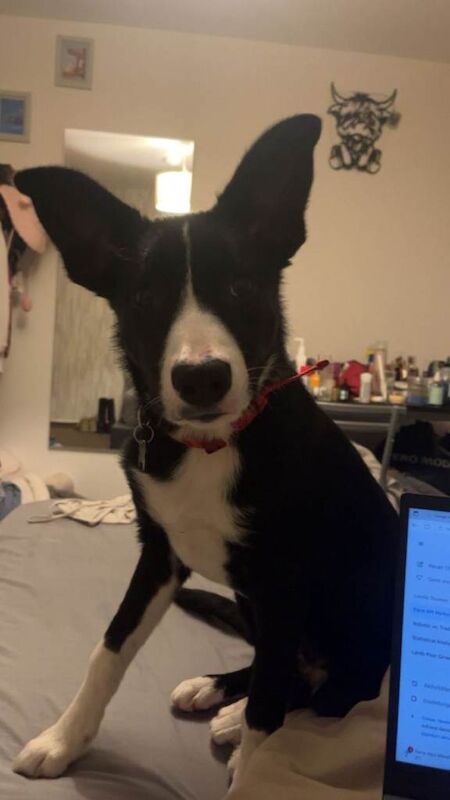 Border Collie puppies for sale in Crewe, Cheshire – 6 months old