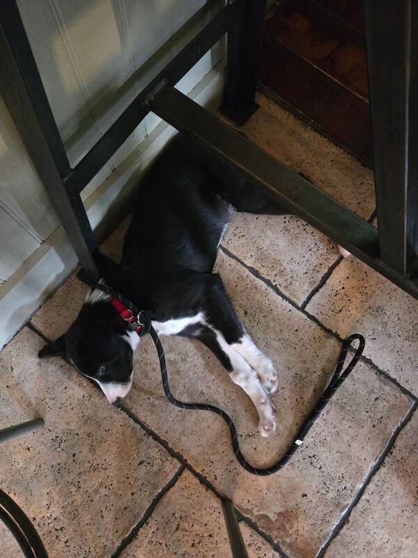 Border Collie puppies for sale in Crewe, Cheshire – 6 months old - Image 2 of 4