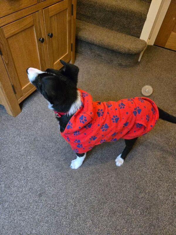 Border Collie puppies for sale in Crewe, Cheshire – 6 months old - Image 3 of 4