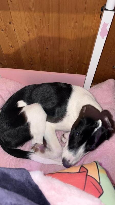 Border Collie Puppies For Sale