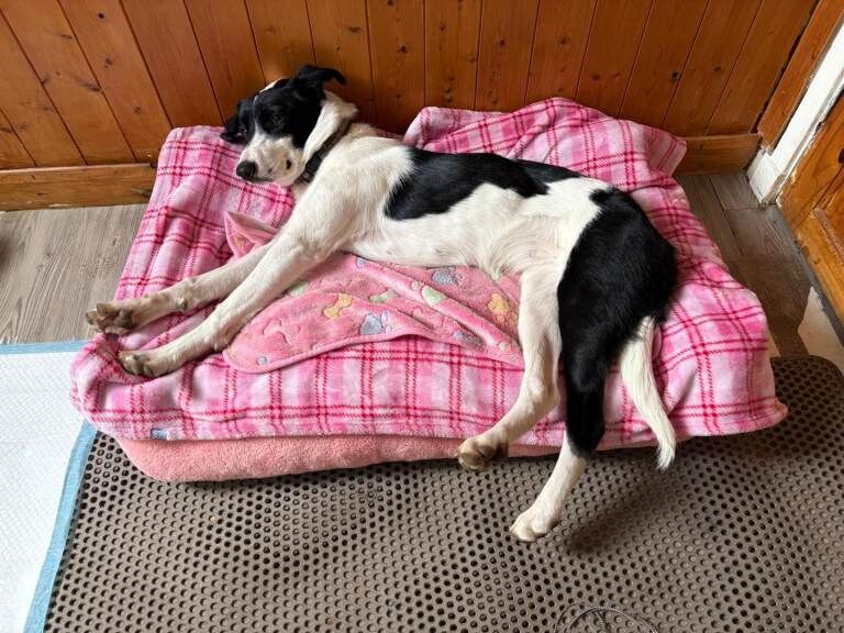Border collie for sale - Image 2 of 2