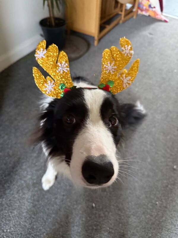 Border Collie puppies for sale in Edinburgh, City of Edinburgh – 1 year old