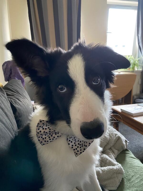 Border Collie puppies for sale in Edinburgh, City of Edinburgh – 1 year old - Image 2 of 3