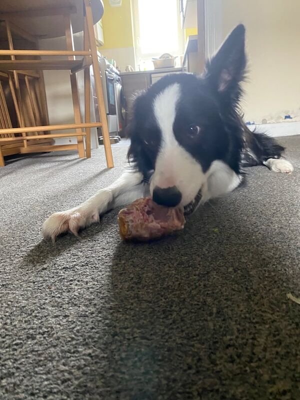 Border Collie puppies for sale in Edinburgh, City of Edinburgh – 1 year old - Image 3 of 3