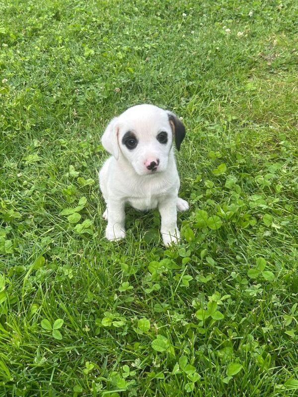 Border collie / long haired Jack Russell puppies - Image 4 of 6