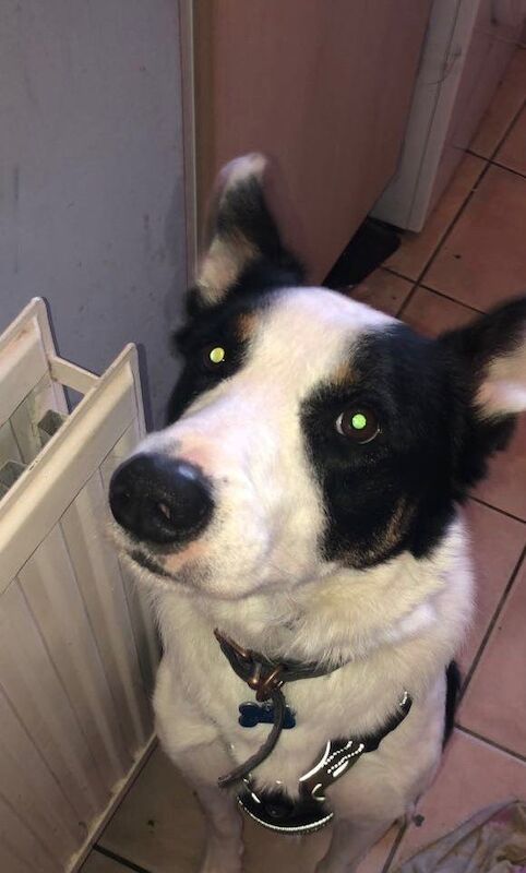 Border Collie puppies for sale in Loughborough, Leicestershire – 4 years old - Image 2 of 3