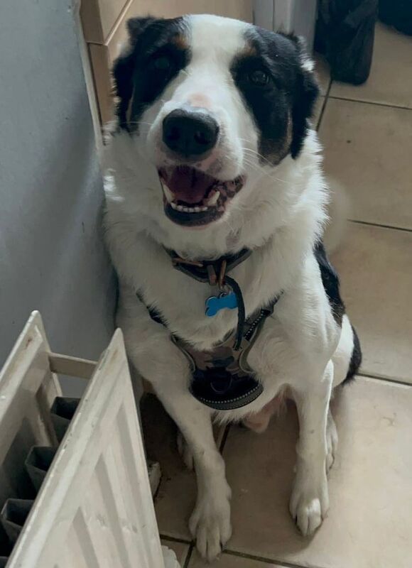 Border Collie puppies for sale in Loughborough, Leicestershire – 4 years old - Image 3 of 3