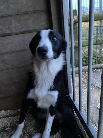 Border Collie Male Dogs 8 months old for sale in Whitchurch, Shropshire - Image 1