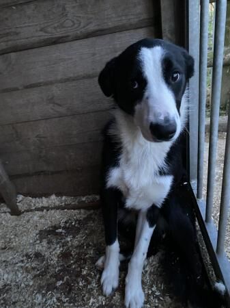 Border Collie Male Dogs 8 months old for sale in Whitchurch, Shropshire - Image 2
