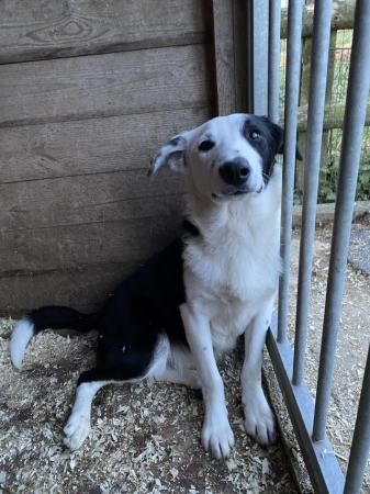 Border Collie Male Dogs 8 months old for sale in Whitchurch, Shropshire - Image 3