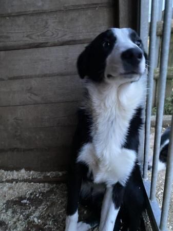 Border Collie Male Dogs 8 months old for sale in Whitchurch, Shropshire - Image 4