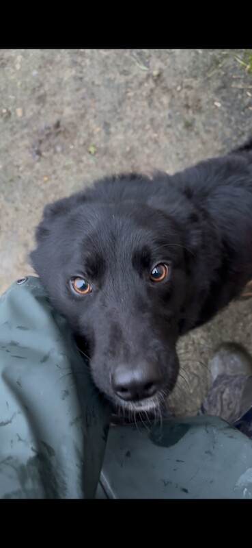 Border Collie puppies for sale in Dromore , County Tyrone – 1 year old