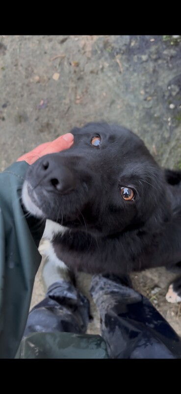 Border Collie puppies for sale in Dromore , County Tyrone – 1 year old - Image 2 of 4