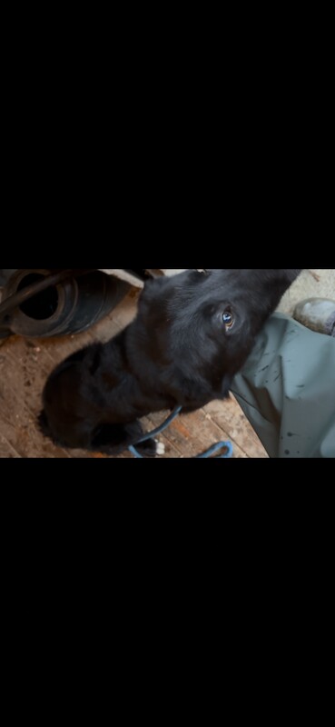 Border Collie puppies for sale in Dromore , County Tyrone – 1 year old - Image 3 of 4