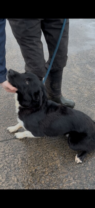 Border Collie puppies for sale in Dromore , County Tyrone – 1 year old - Image 4 of 4
