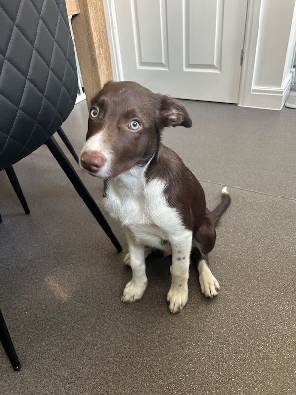 Border Collie puppies for sale in Lincoln, Lincolnshire – 3 months old