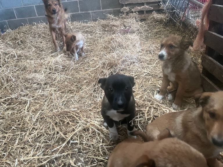 Border Collie puppies for sale in Denbigh / Dinbych, Clwyd – 3 months old