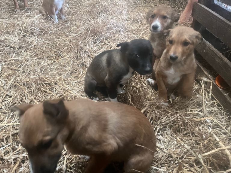 Border Collie puppies for sale in Denbigh / Dinbych, Clwyd – 3 months old - Image 2 of 4