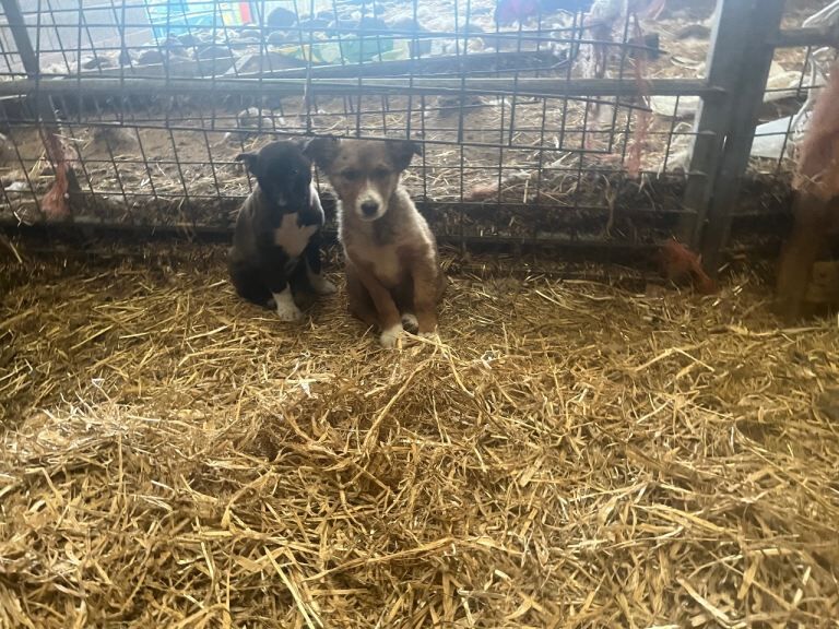 Border Collie puppies for sale in Denbigh / Dinbych, Clwyd – 3 months old - Image 3 of 4