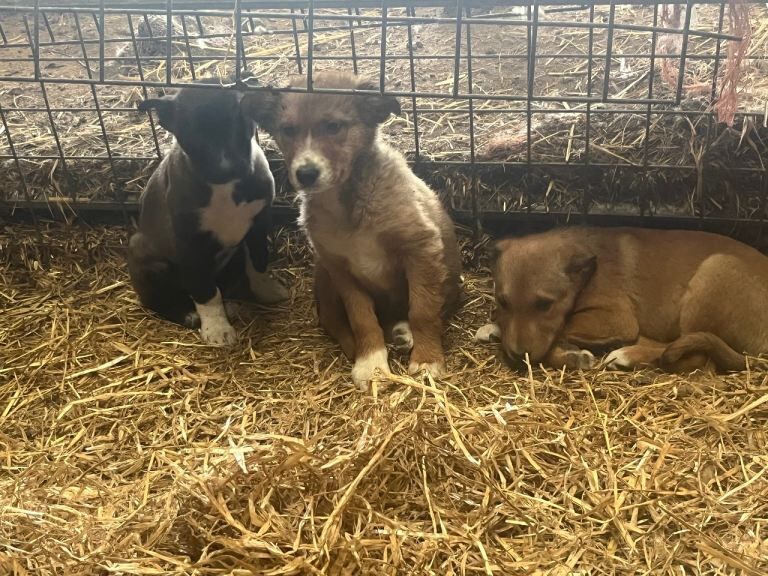 Border Collie puppies for sale in Denbigh / Dinbych, Clwyd – 3 months old - Image 4 of 4