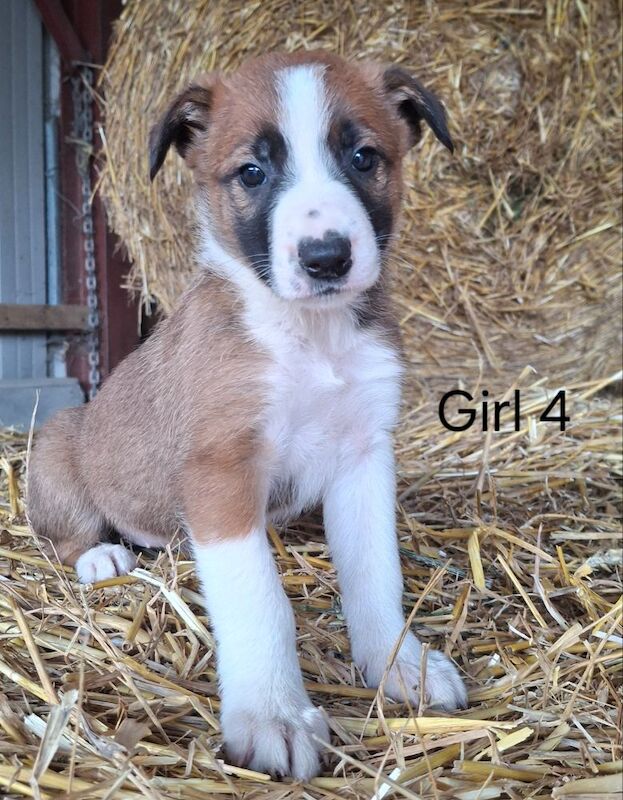 Border Collie puppies for sale in Newtown / Y Drenewydd, Powys – 5 weeks old