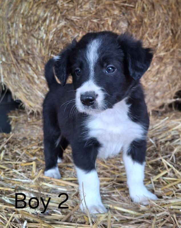 Border Collie puppies for sale in Newtown / Y Drenewydd, Powys – 5 weeks old - Image 2 of 6