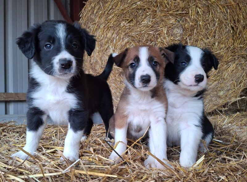 Border Collie puppies for sale in Newtown / Y Drenewydd, Powys – 5 weeks old - Image 3 of 6
