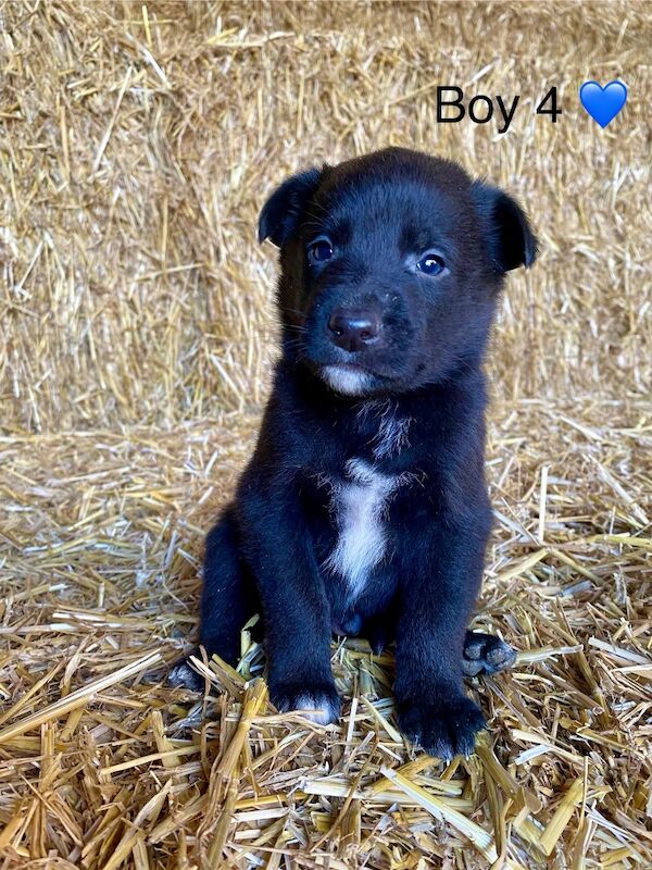 Border Collie puppies for sale in Welshpool / Y Trallwng, Powys – 7 weeks old - Image 3 of 6