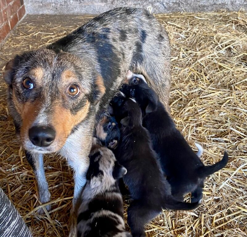 Border Collie puppies for sale in Welshpool / Y Trallwng, Powys – 7 weeks old - Image 4 of 6