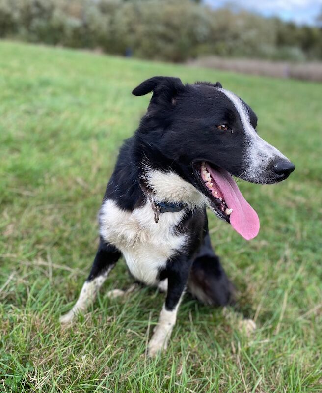 Border Collie puppies for sale in Welshpool / Y Trallwng, Powys – 7 weeks old - Image 5 of 6