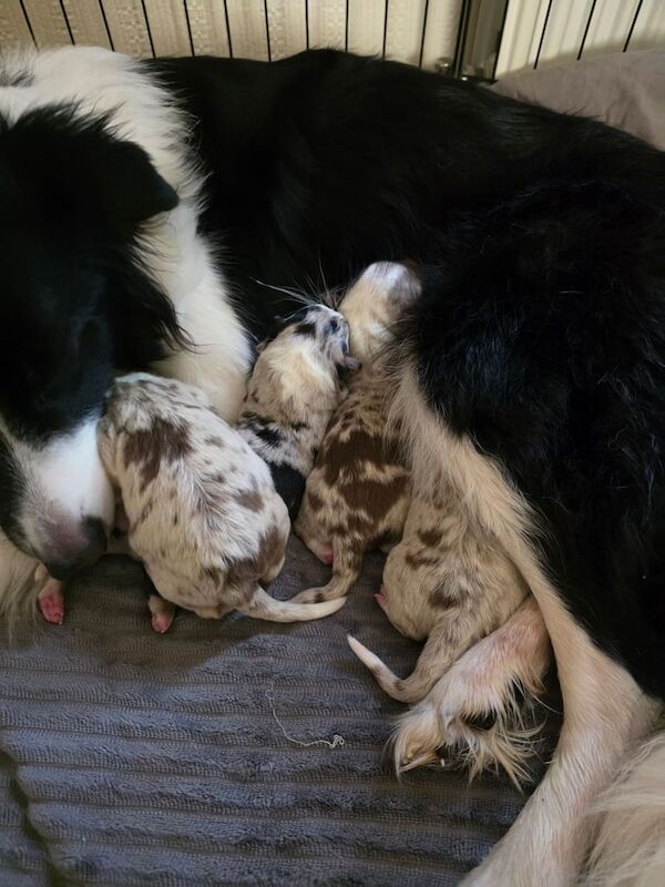 Border Collie puppies for sale in Dundee, City of Dundee – 8 months old - Image 1 of 3
