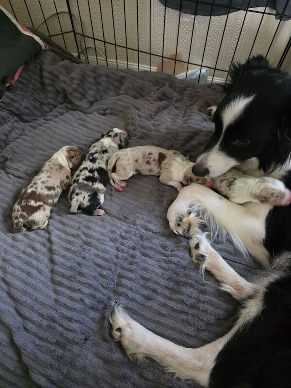 Border Collie puppies for sale in Dundee, City of Dundee – 8 months old - Image 3 of 3