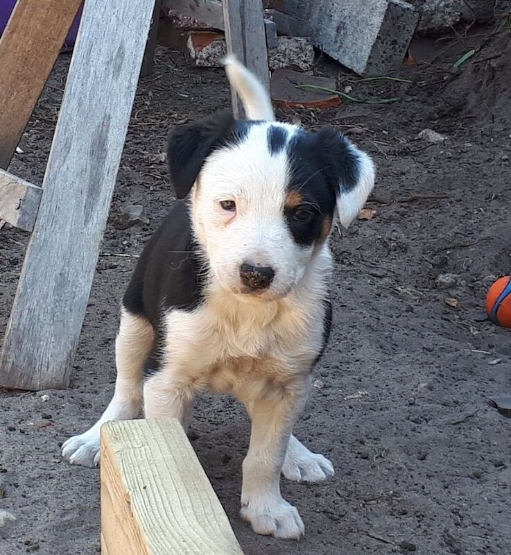 Border Collie Puppies for sale in Saxmundham, Suffolk