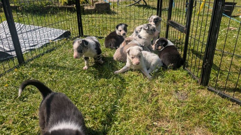Border collie puppies for sale in Leyland, Lancashire