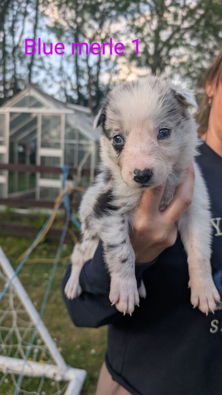 Border collie puppies for sale in Leyland, Lancashire | Image 2