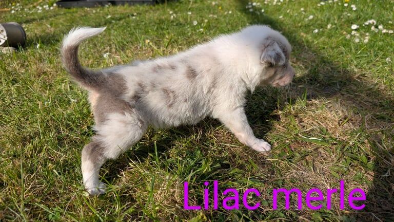 Border collie puppies for sale in Leyland, Lancashire | Image 3
