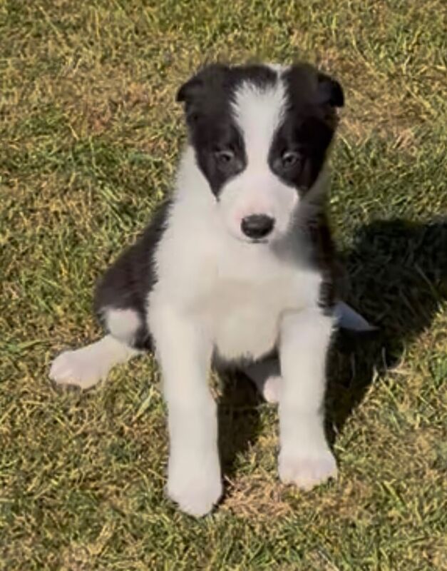 Border Collie Puppies for sale in Sutton in Ashfield, Nottinghamshire