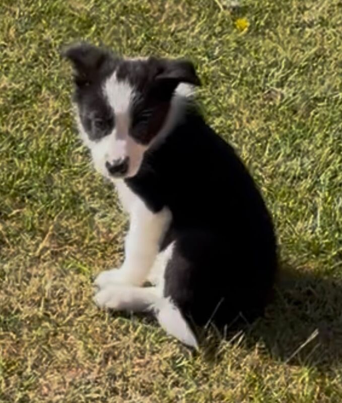 Border Collie Puppies for sale in Sutton in Ashfield, Nottinghamshire | Image 2