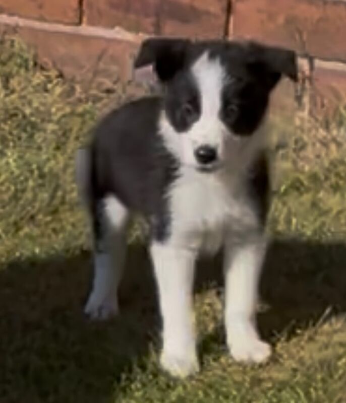 Border Collie Puppies for sale in Sutton in Ashfield, Nottinghamshire | Image 3