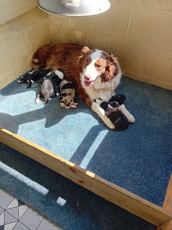 Border collie puppies for sale in Trimdon, Durham