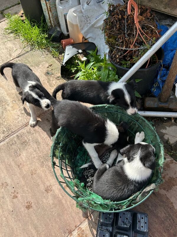 Border Collie puppies for sale in Bollington, Cheshire – 11 weeks old