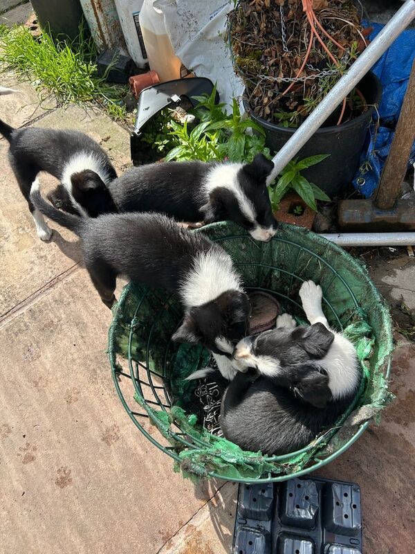 Border Collie puppies for sale in Bollington, Cheshire – 11 weeks old - Image 2 of 3