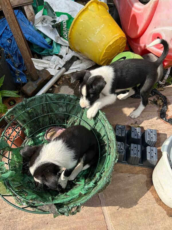 Border Collie puppies for sale in Bollington, Cheshire – 11 weeks old - Image 3 of 3