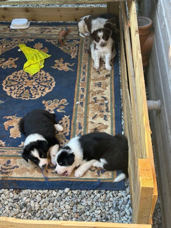 Border Collie puppies for sale in St Austell, Cornwall – 5 weeks old