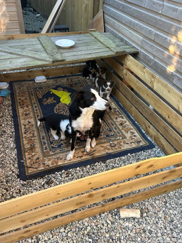 Border Collie puppies for sale in St Austell, Cornwall – 5 weeks old - Image 2 of 3