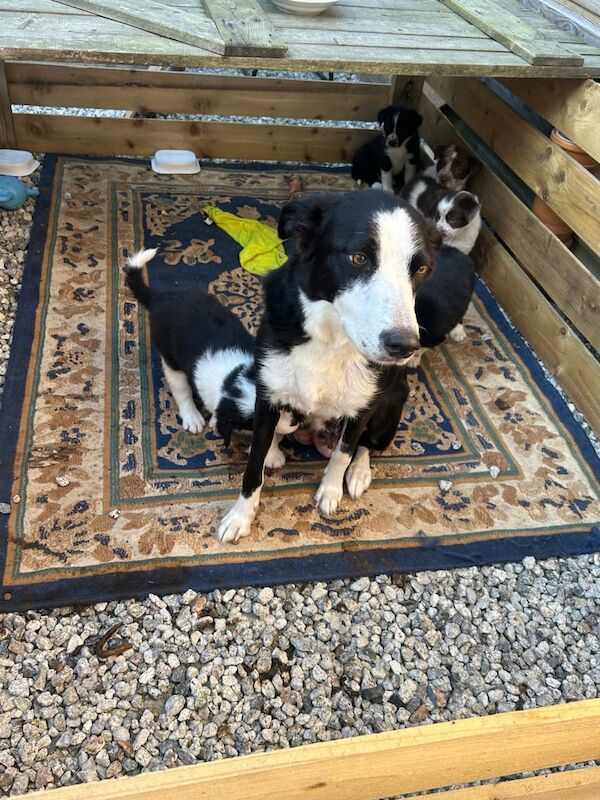 Border Collie puppies for sale in St Austell, Cornwall – 5 weeks old - Image 3 of 3
