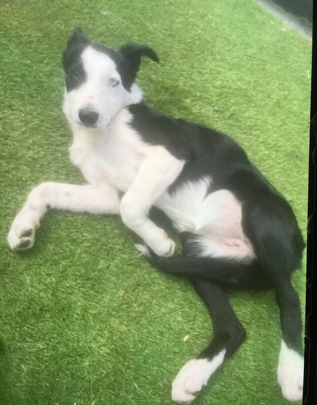 Border Collie puppies for sale in Gildersome, West Yorkshire – 8 weeks old