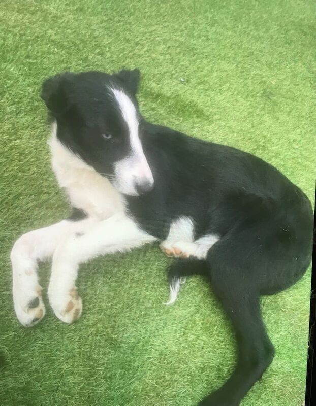 Border Collie puppies for sale in Gildersome, West Yorkshire – 8 weeks old - Image 2 of 3
