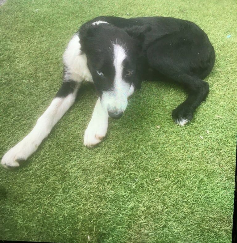 Border Collie puppies for sale in Gildersome, West Yorkshire – 8 weeks old - Image 3 of 3